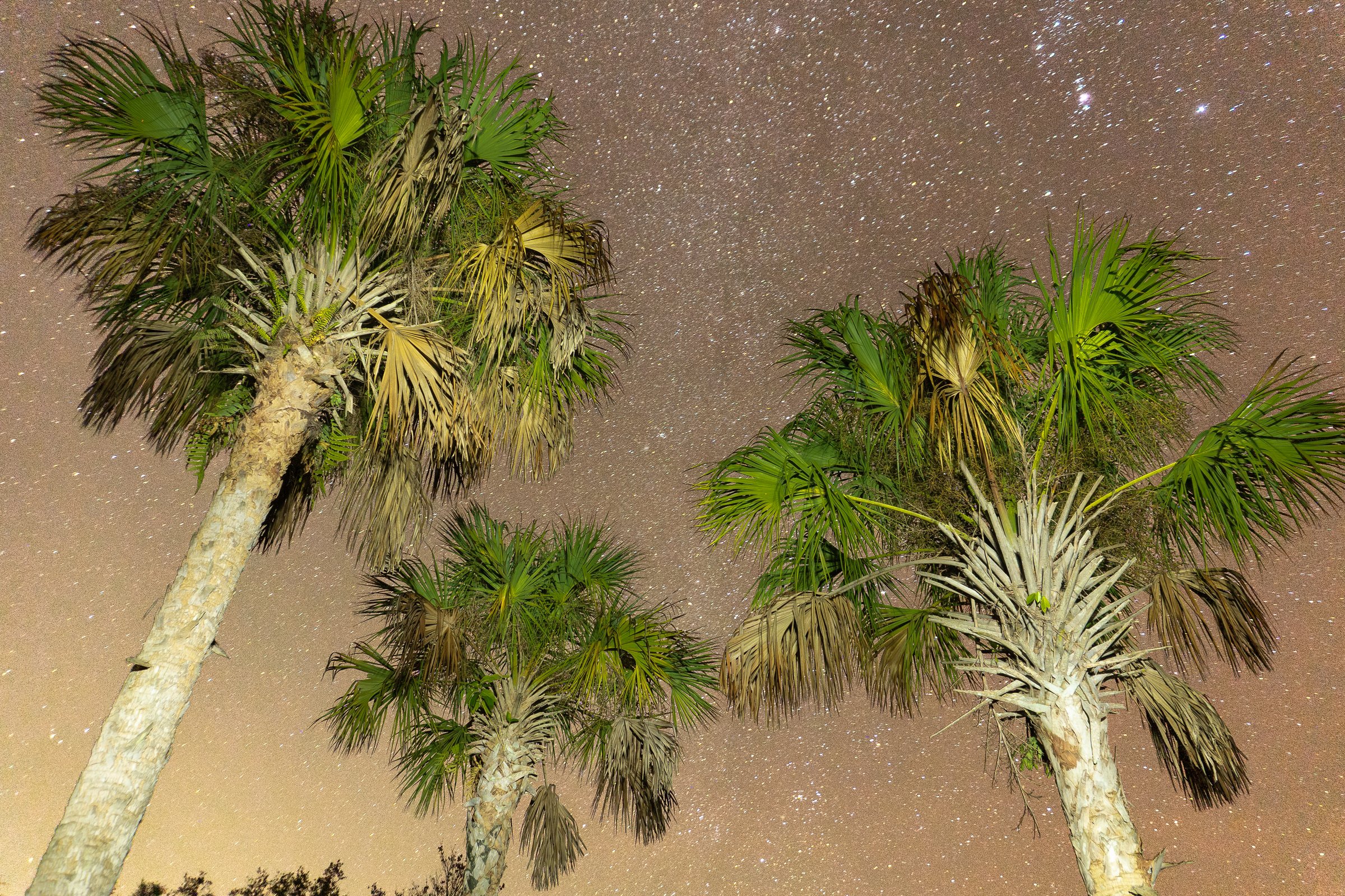 Two palm trees reaching into a star-filled night sky